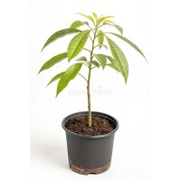 Mango Tree